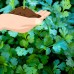 Slow Bolt Cilantro Herb Garden Seeds - 1 Oz - Non-GMO, Heirloom Herbal Gardening & Microgreens Seeds (Coriander)   566877669